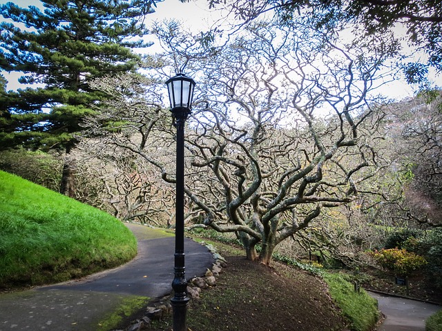 Wellington Park, Wild Trees